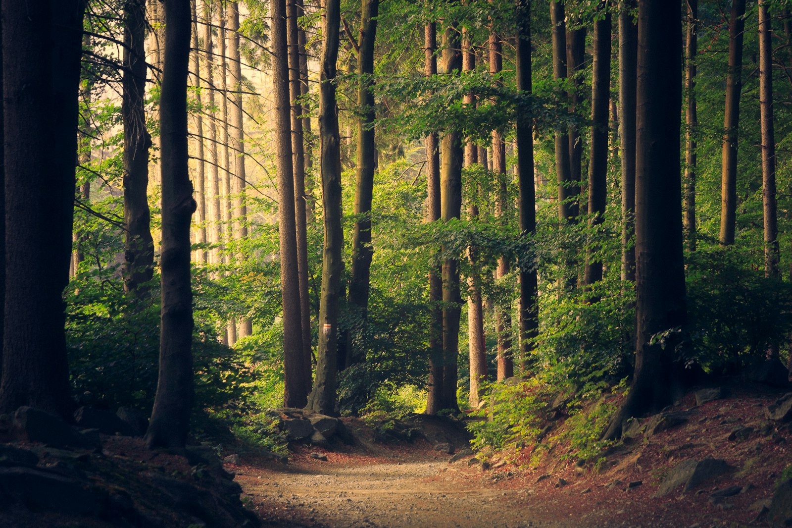 A path winding through a sunlit Nordic forest